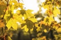 Yellow maple leaves in autumn forest, selective focus. Royalty Free Stock Photo