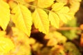 Yellow maple leaves in autumn forest, selective focus. Royalty Free Stock Photo