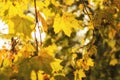 Yellow maple leaves in autumn forest, selective focus. Royalty Free Stock Photo