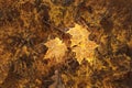 yellow maple leaves in the autumn forest