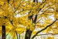 Yellow maple leaves - Autumn mood Royalty Free Stock Photo