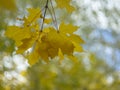 Yellow maple leaves on a background of blurry trees. Maple foliage close up. Autumn. Leaf fall Royalty Free Stock Photo