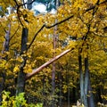 Yellow maple leaves with black spots on a tree. Sick tree. Autumn landscape