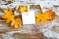 Yellow maple leaves and a blank white card for your text hang on a rope against the background of an old blue wooden board Royalty Free Stock Photo