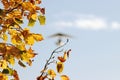 Yellow maple leaves and blurred motorized hang glider Royalty Free Stock Photo