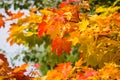 Yellow maple leaves in autumn. Royalty Free Stock Photo