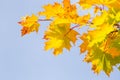 Yellow maple leaves in autumn. Royalty Free Stock Photo