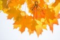 Yellow maple leaves in autumn. Royalty Free Stock Photo