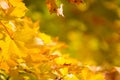 Yellow maple leaves in autumn. Royalty Free Stock Photo
