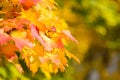 Yellow maple leaves in autumn. Royalty Free Stock Photo