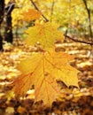 Yellow maple leaves