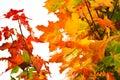 Yellow maple leaves Royalty Free Stock Photo