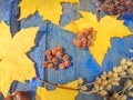 Yellow maple leaves and dry fruits of mountain ash and sucker on a blue wooden background