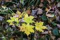 The Yellow Maple Leaves In The Forest In Autumn