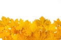 Yellow maple leaves frame Royalty Free Stock Photo