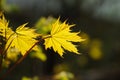 Yellow maple leaves glow in the sun. autumn time Royalty Free Stock Photo