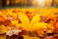 Yellow maple leaves on the ground, a carpet of fallen leaves. Autumn landscape with golden trees in the park on a sunny day. Royalty Free Stock Photo