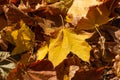 Yellow maple leaves on the ground top view. Background of autumn leaves in sunlight Royalty Free Stock Photo