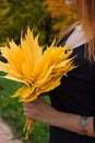 Yellow maple leaves in the hands of the girl. Autumn.