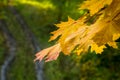 Forest road and yellow maple leaves in September Royalty Free Stock Photo