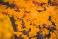 Yellow maple leaves in the Indian summer Royalty Free Stock Photo