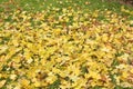 Yellow maple leaves lie on the green grass. This is an autumn still life Royalty Free Stock Photo