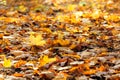 Yellow maple leaves lying on the ground