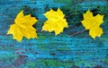 Yellow maple leaves on an old wooden blue Royalty Free Stock Photo