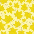 Yellow maple leaves. Royalty Free Stock Photo