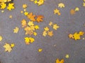 Yellow maple leaves on the pavement. Autumn.
