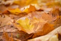 Yellow maple leaves in the rainy morning. Dew drops on the leaves. Autumn background. Royalty Free Stock Photo