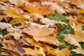 Yellow maple leaves in the rainy morning. Dew drops on the leaves. Autumn background. Royalty Free Stock Photo