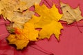 Yellow maple leaves on a red background Royalty Free Stock Photo