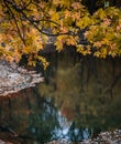 Yellow maple leaves reflecting over a still pond.