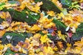 Yellow maple leaves and rocks Royalty Free Stock Photo