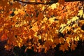 Yellow maple leaves.