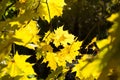 Yellow maple leaves on a tree - autumn mood, golden autumn, weather forecast