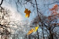 Yellow maple leaves on tree branches in the sunlight against a blue autumn sky. Abstract natural background for design and text. Royalty Free Stock Photo