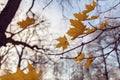 Yellow maple leaves on tree branches in the sunlight against a blue autumn sky. Abstract natural background for design and text. Royalty Free Stock Photo