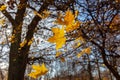 Yellow maple leaves on tree branches in the sunlight against a blue autumn sky. Abstract natural background for design and text. Royalty Free Stock Photo