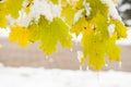 Yellow maple leaves on the tree covered with ice in a background of road Royalty Free Stock Photo