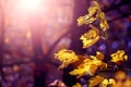 Yellow maple leaves on a tree in a dark autumn forest in windy sunny weather