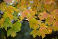 Yellow maple leaves turning red