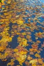 Yellow maple leaves on wet asphalt Royalty Free Stock Photo