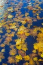 Yellow maple leaves on wet asphalt Royalty Free Stock Photo