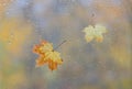 Yellow maple leaves on wet window glass with rain drops. Autumn weather concept Royalty Free Stock Photo