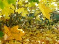 Yellow maple lisva forms a carpet under the trees