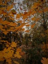 Yellow maple and pines in autumn wood Royalty Free Stock Photo