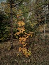 Yellow maple and pines, birches in autumn wood Royalty Free Stock Photo