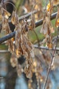 Yellow maple seeds against the blue sky. Macro. Maple branches with golden seeds on a clear sunny day. Close-up. Early spring Royalty Free Stock Photo